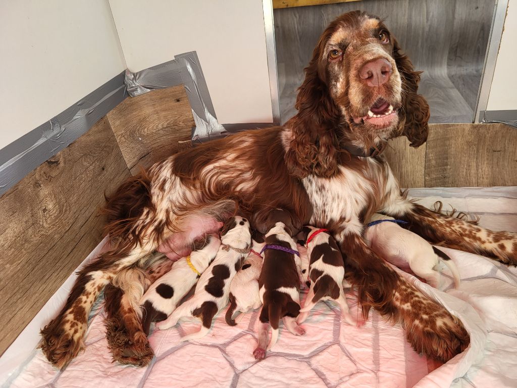 chiot Cocker Spaniel Anglais Breeding Of Hope D'Emi