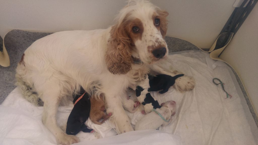 Breeding Of Hope D'Emi - Cocker Spaniel Anglais - Portée née le 13/07/2019