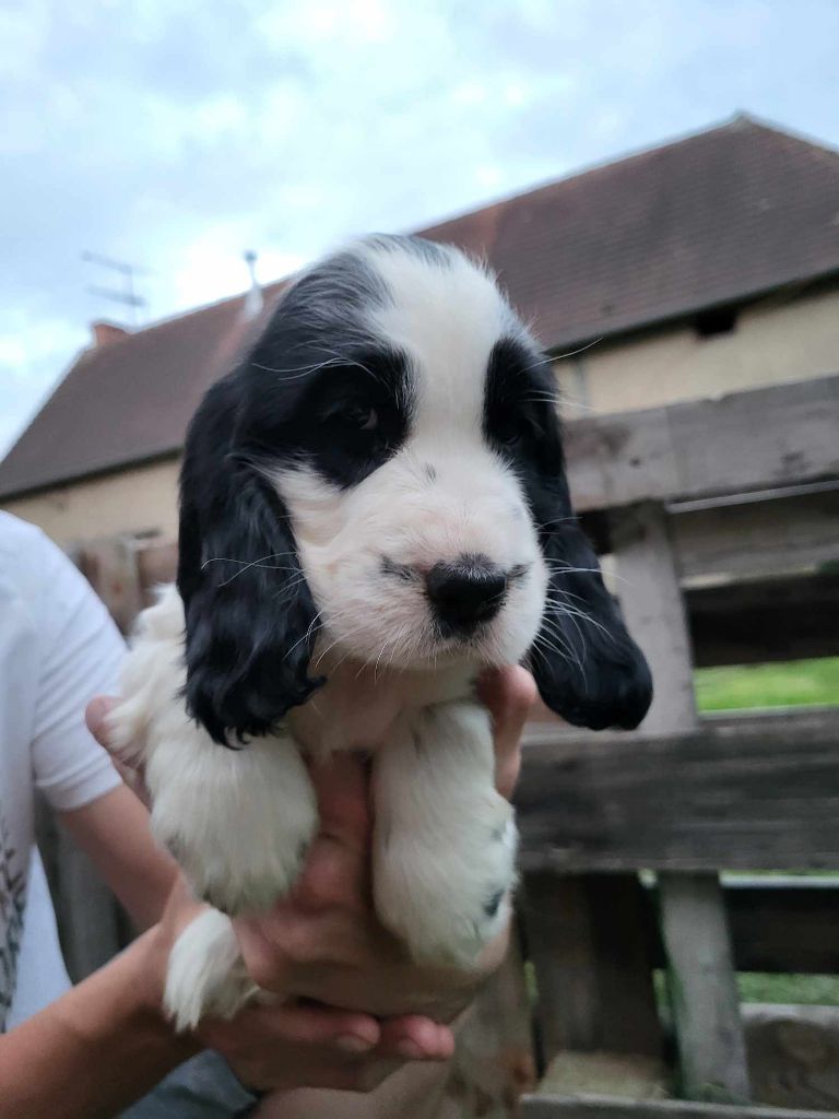 Breeding Of Hope D'Emi - Cocker Spaniel Anglais - Portée née le 17/05/2024