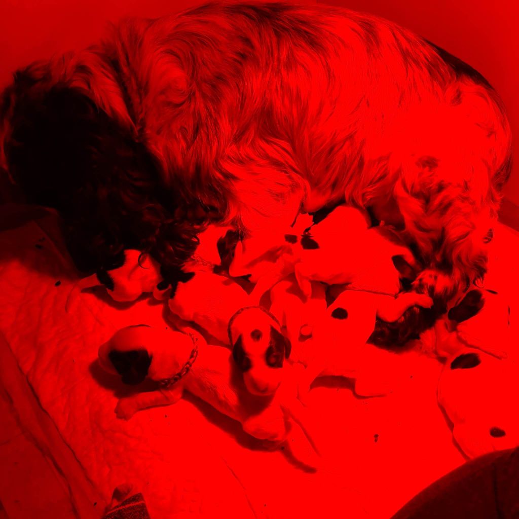 Breeding Of Hope D'Emi - Cocker Spaniel Anglais - Portée née le 07/03/2023