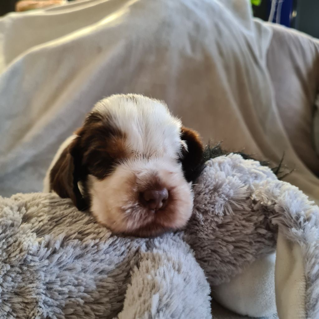 Breeding Of Hope D'Emi - Cocker Spaniel Anglais - Portée née le 15/12/2022