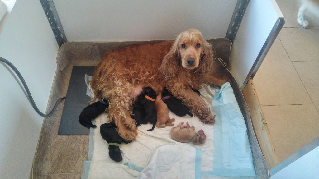 Breeding Of Hope D'Emi - Cocker Spaniel Anglais - Portée née le 25/08/2018